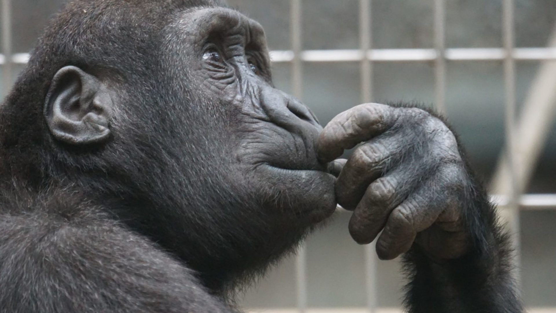 ape-chimp-chimpanzee-33535